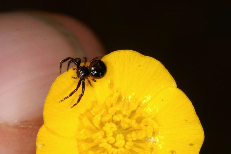 Synaema_globosum_D4919_Z_85_Les Gris_Frankrijk.jpg